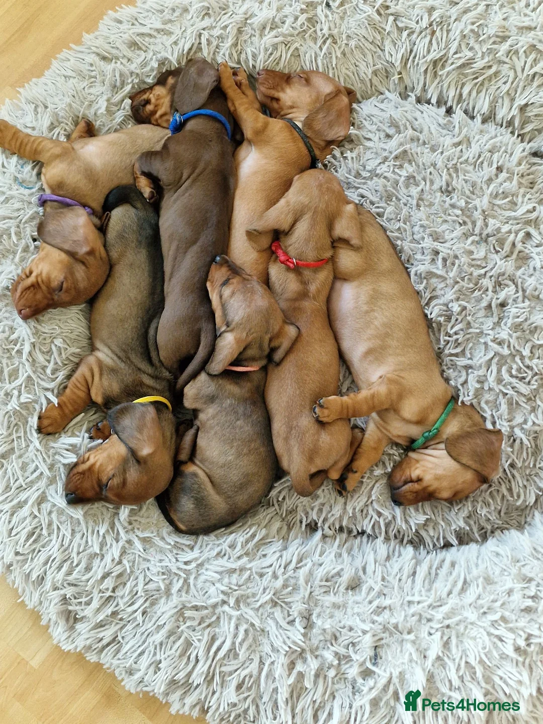 Miniature Dachshund dogs for sale: Stunning litter of Red miniature dachshunds in Brechin - Advert 10