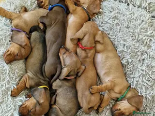 Miniature Dachshund dogs Stunning litter of Red miniature dachshunds - Advert 14