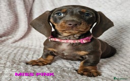 Dachshund dogs for sale: LAST 2!! Chocolate Dachsunds. Champion Lineage! in Worksop - Image 8