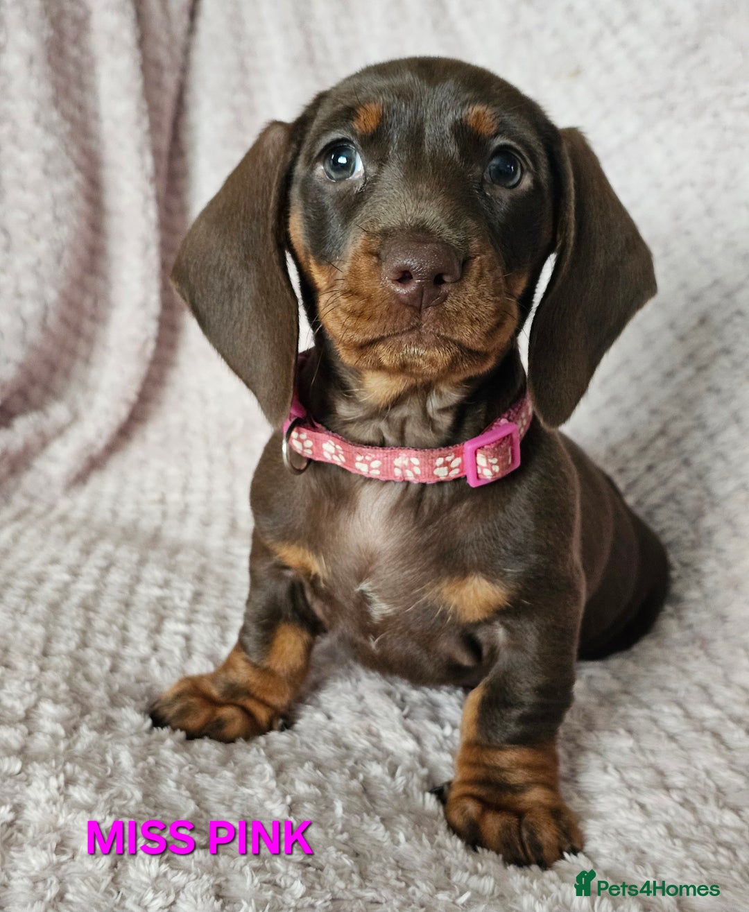 Dachshund dogs for sale: LAST 2!! Chocolate Dachsunds. Champion Lineage! in Worksop - Image 8
