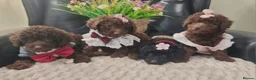Miniature Poodle dogs for sale: Beautiful Miniature Poodle puppies  - Advert 8