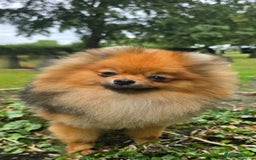 Pomeranian dogs for sale: *Beautiful female 15 month pomeranian* - Image 1