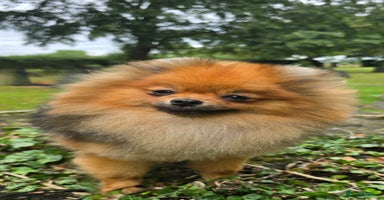 Pomeranian dogs - Advert 1