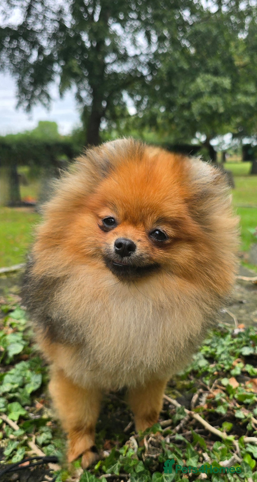 Pomeranian dogs for sale: *Beautiful female 15 month pomeranian* - Image 1