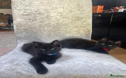 Norwegian Forest Cat cats for sale: Brown Norwegian Forest Cats  in Coventry - Image 10