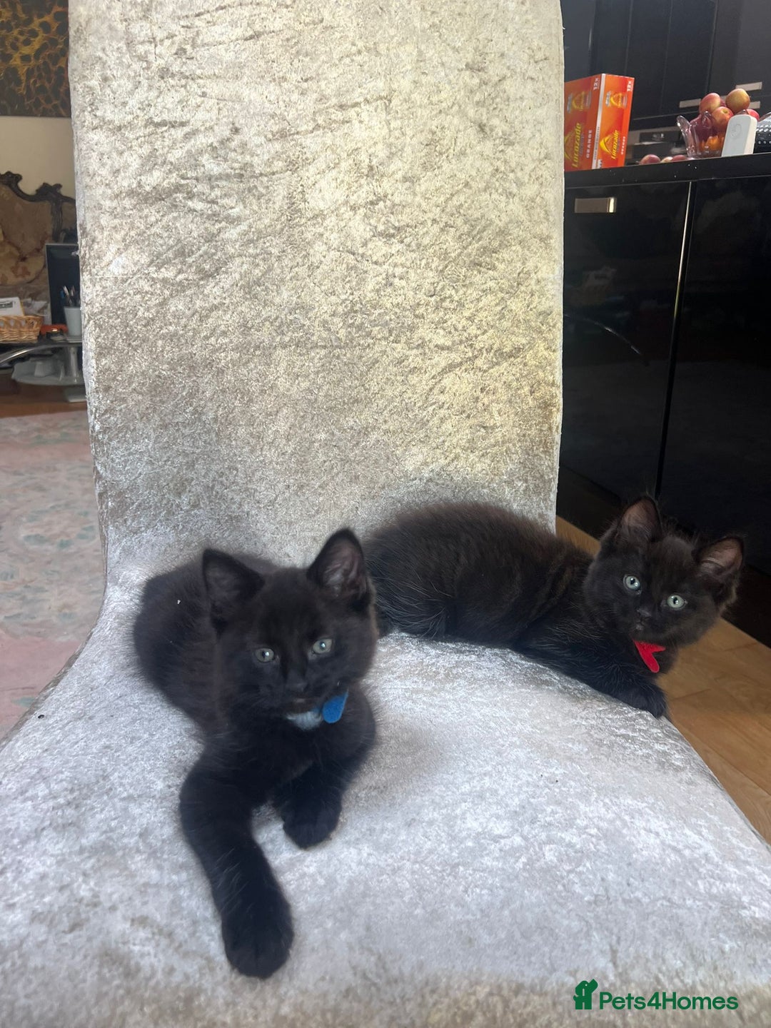 Norwegian Forest Cat cats for sale: Brown Norwegian Forest Cats  in Coventry - Image 10