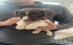 English Springer Spaniel dogs for sale: English springer spaniel puppies  - Image 2