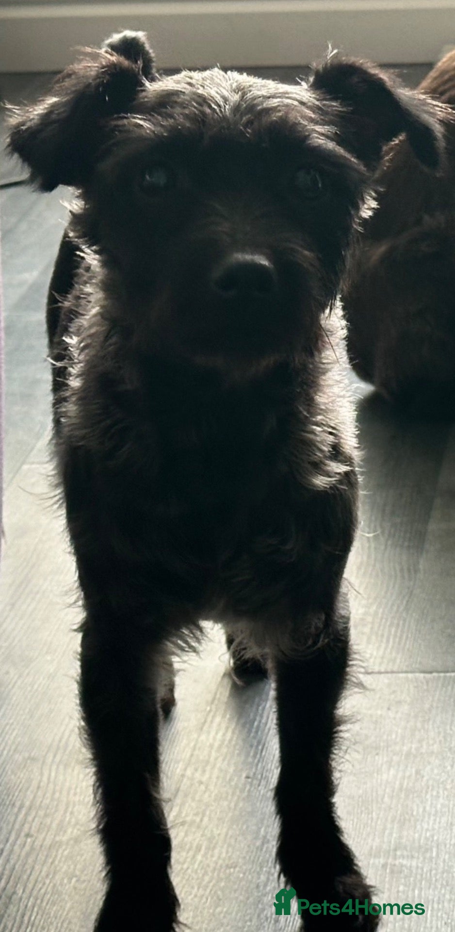 Patterdale Terrier dogs Patterdale puppies  - Advert 4