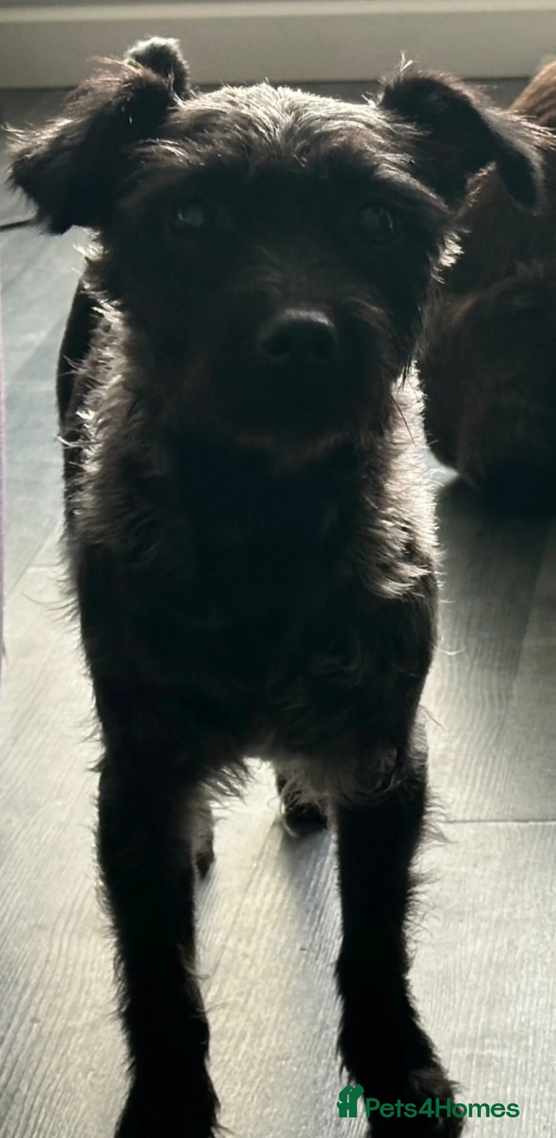 Patterdale Terrier dogs for sale: Patterdale puppies  - Advert 1