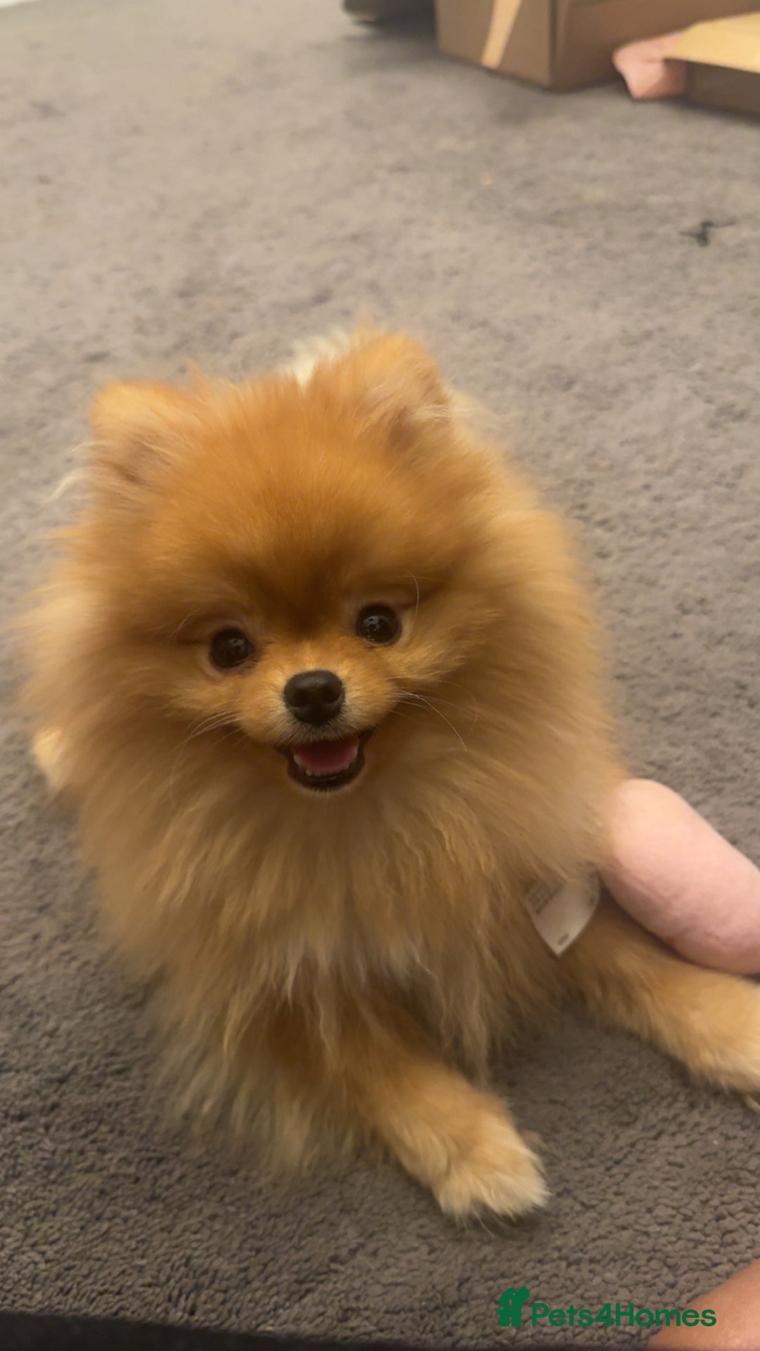 Pomeranian dogs for sale: Cheetos  - Advert 6