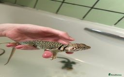 Lizard reptiles for sale: 3 beautiful collared lizards  with cage  - Image 8
