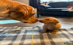 Labrador Retriever dogs for sale: Beautiful Light / fox red Labrador Retriever pups - Advert 7