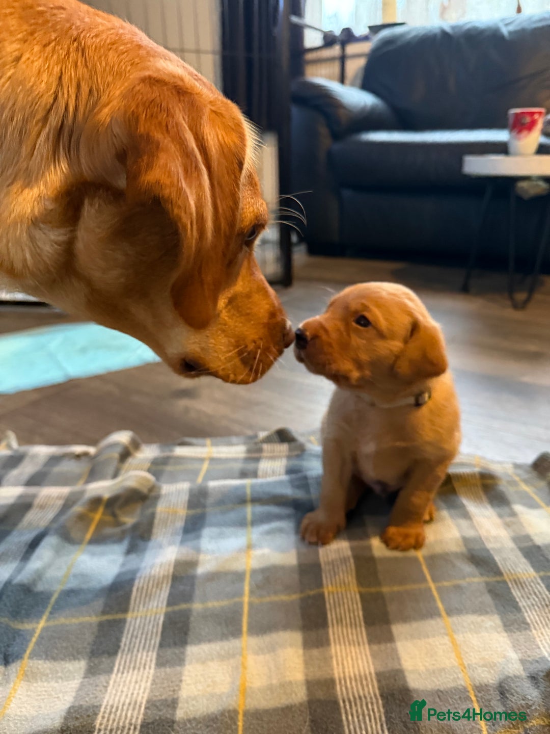 Labrador Retriever dogs for sale: Beautiful Light / fox red Labrador Retriever pups - Advert 7
