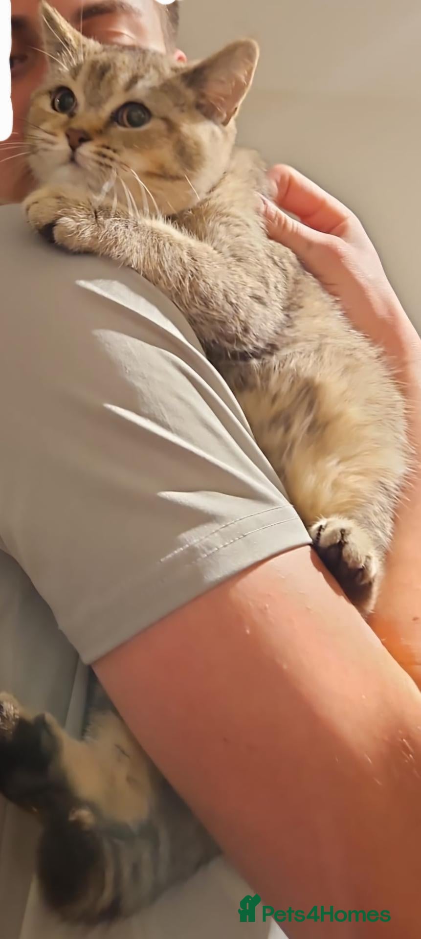 British Shorthair cats Loving, pretty Scottish Straight kittens  - Advert 8