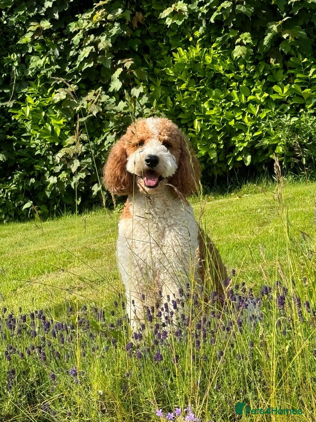 Mixed Breed dogs for stud: Red & White Parti Goldendoodle Stud HealthTested in Newport - Image 1