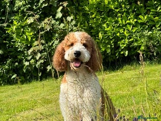 Mixed Breed dogs in Newport - Advert 1