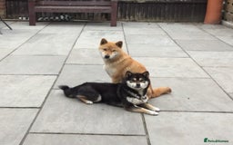Japanese Shiba Inu dogs for sale: Retiring from Breeding - Loving Home Wanted - Image 1