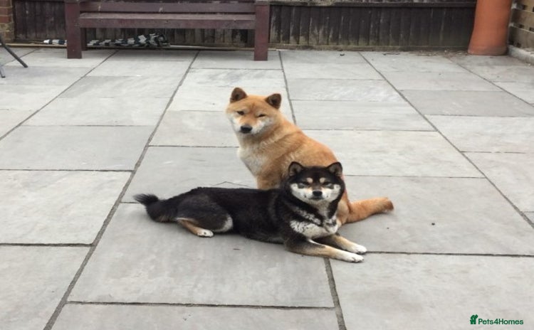 Japanese Shiba Inu dogs - Advert 1