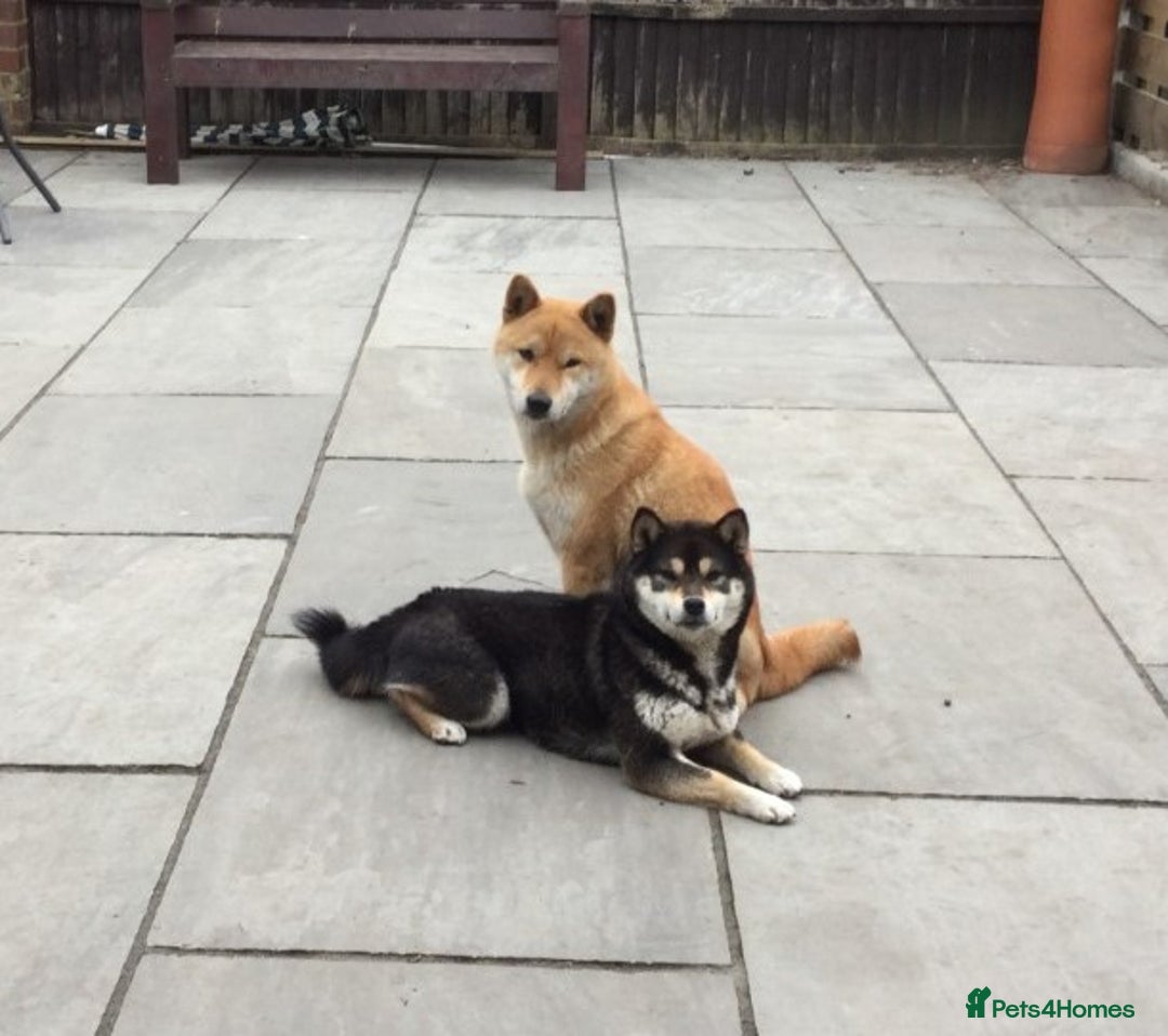Japanese Shiba Inu dogs for sale: Retiring from Breeding - Loving Home Wanted - Image 1