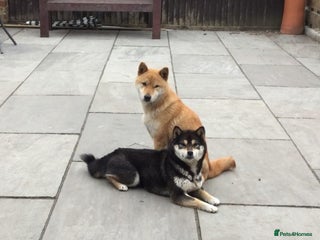 Japanese Shiba Inu dogs - Advert 11