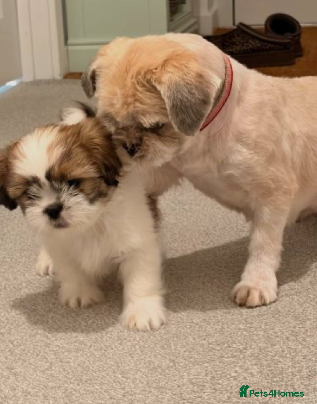 Shih Tzu dogs for sale: Beautiful Shih Tzu puppy for sale  - Advert 1