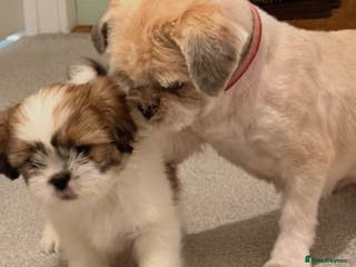 Shih Tzu dogs Beautiful Shih Tzu puppy for sale - Advert 1