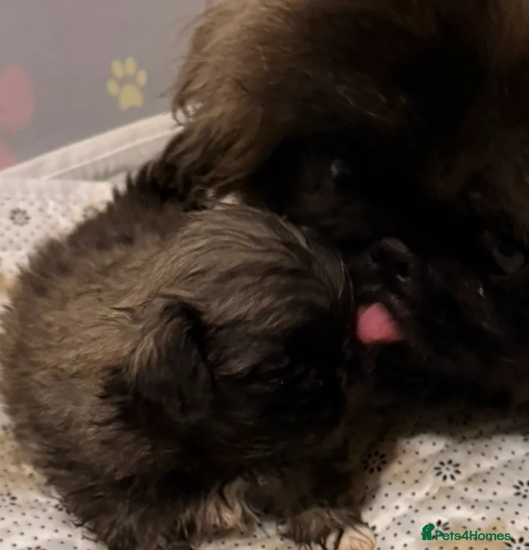 Pekingese dogs for sale: Kc Pekingese  - Advert 6