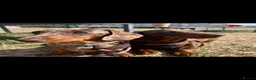 Miniature Dachshund dogs for sale: Miniature Dachshund puppies for sale - Advert 5