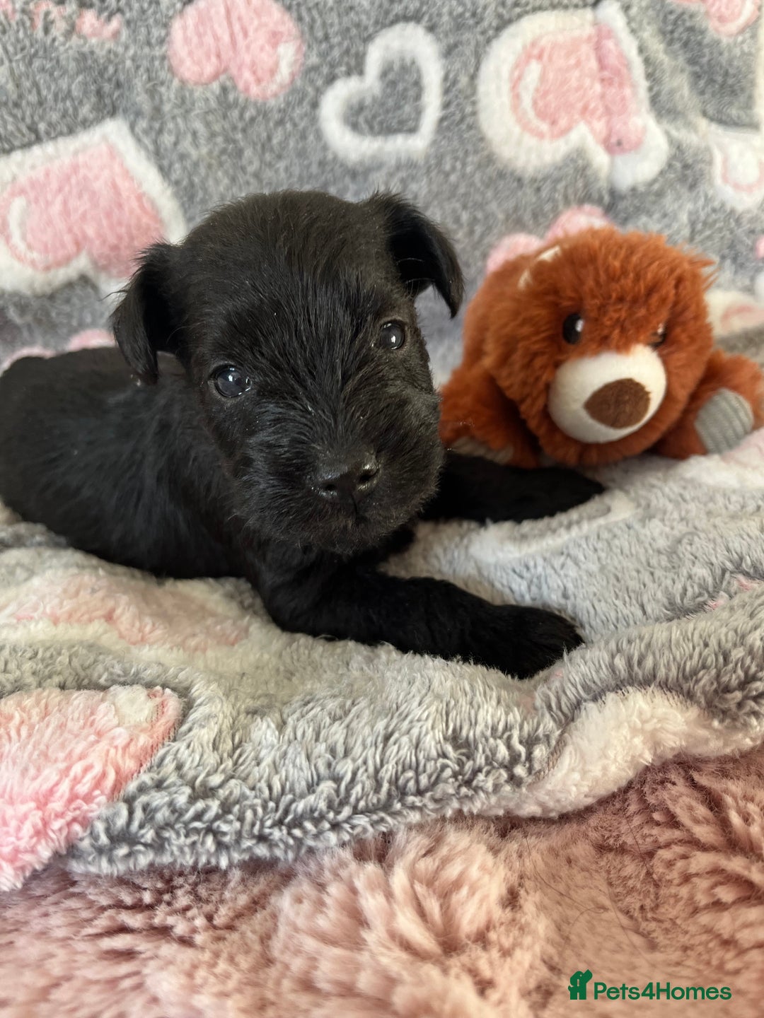 Miniature Schnauzer dogs for sale: Beautiful KC miniature Schnauzers  - Advert 35