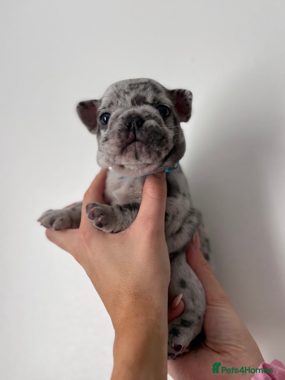 French Bulldog dogs for sale: French bulldog pedigree litter - Image 3