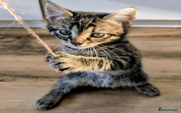 Mixed Breed cats for sale: Adorable kittens for sale - Image 13