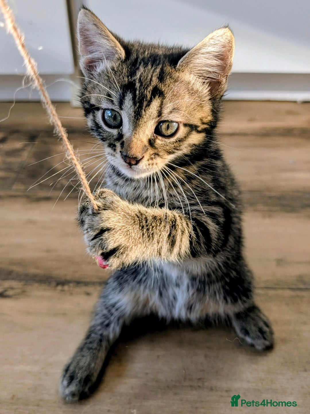 Mixed Breed cats for sale: Adorable kittens for sale - Image 13