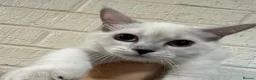 British Shorthair cats for sale: Adorable kittens, British short hair for rehome in London - Advert 8