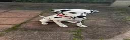 Dalmatian dogs for sale: Loving Dalmatian Pup Looking for His Forever Home - Advert 2