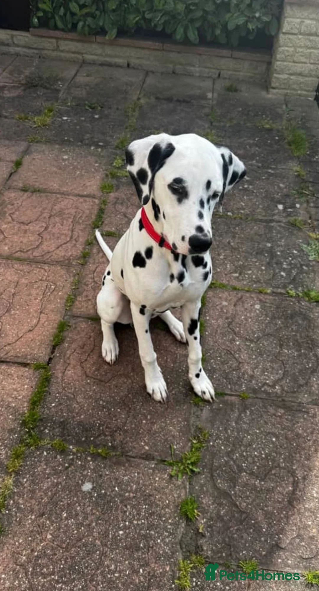 Dalmatian dogs for sale: Loving Dalmatian Pup Looking for His Forever Home - Advert 2