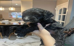 Sproodle dogs for sale: 2 boy pups available - Advert 3