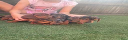 Dachshund dogs for sale: Dchshund miniature - Advert 3