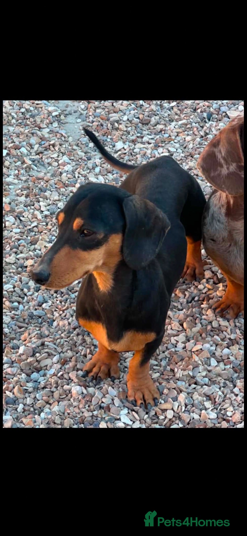 Miniature Dachshund dogs Breeder retiring kc registered mini dachshunds  - Advert 1