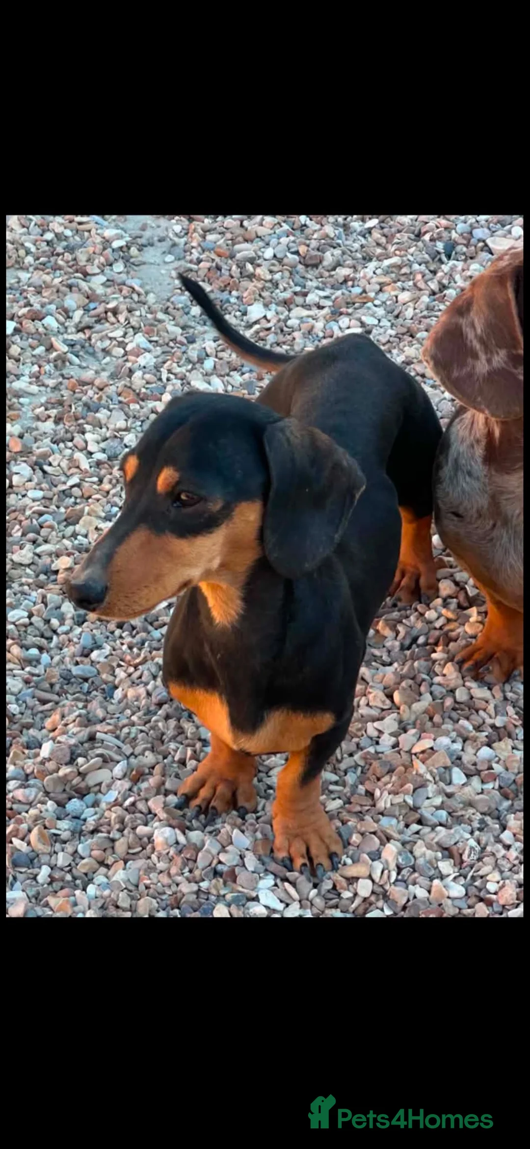 Miniature Dachshund dogs for sale: Breeder retiring kc registered mini dachshunds  - Advert 1