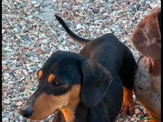 Miniature Dachshund dogs Breeder retiring kc registered mini dachshunds - Advert 1