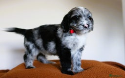 Cockapoo dogs for sale: F1 Merle cockapoos  - Image 13