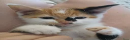 Mixed Breed cats for sale: Female calico kittens  - Advert 6