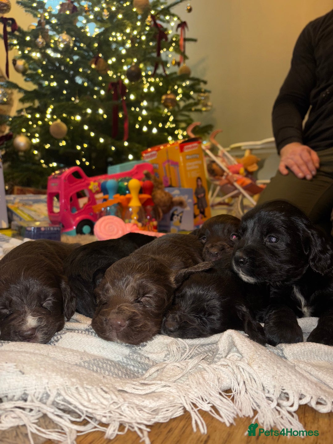 Sprocker dogs for sale: 6 Beautiful Sprocker Spaniels with KC reg parents  - Advert 2