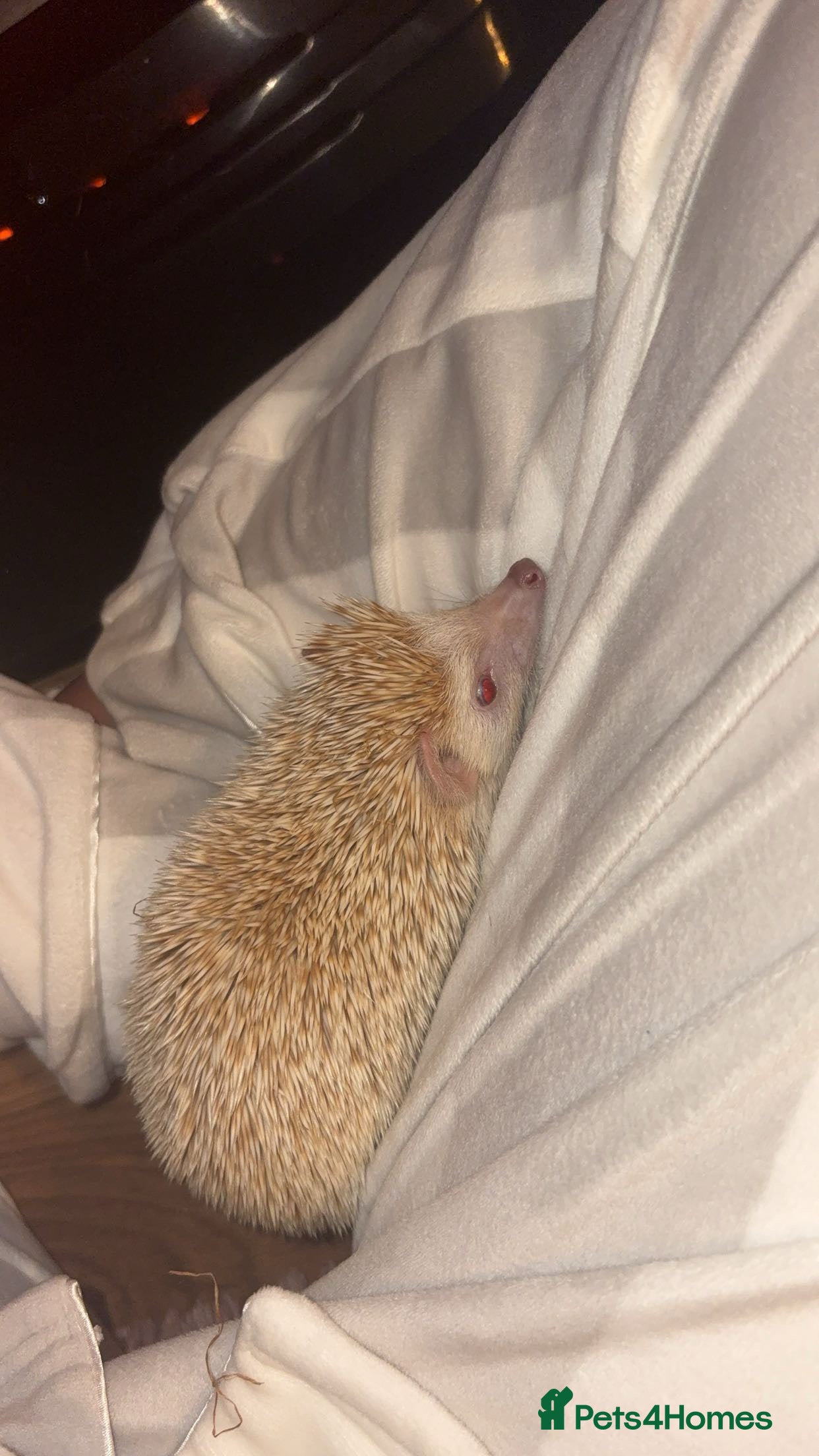 Pygmy Hedgehog rodents African Pygmy hedgehog  - Advert 1