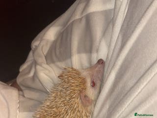 Pygmy Hedgehog rodents African Pygmy hedgehog - Advert 3