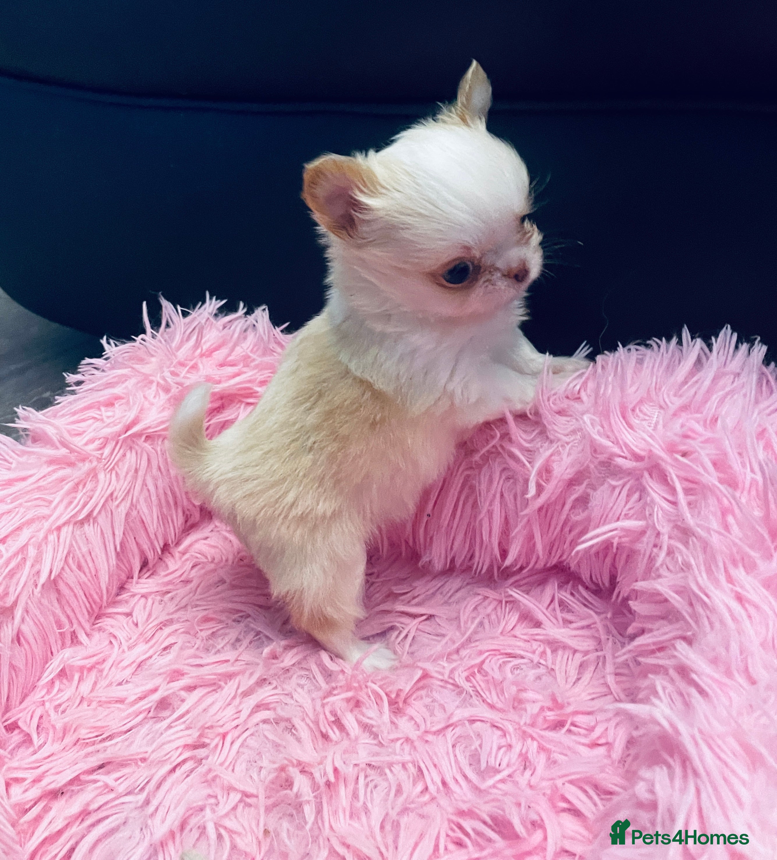 Chihuahua dogs Gorgeous , tiny Longcoat Boy Kc 🌟🌟🌟🌟🌟 - Advert 1