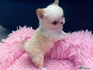 Chihuahua dogs Gorgeous , tiny Longcoat Boy Kc 🌟🌟🌟🌟🌟 - Advert 1