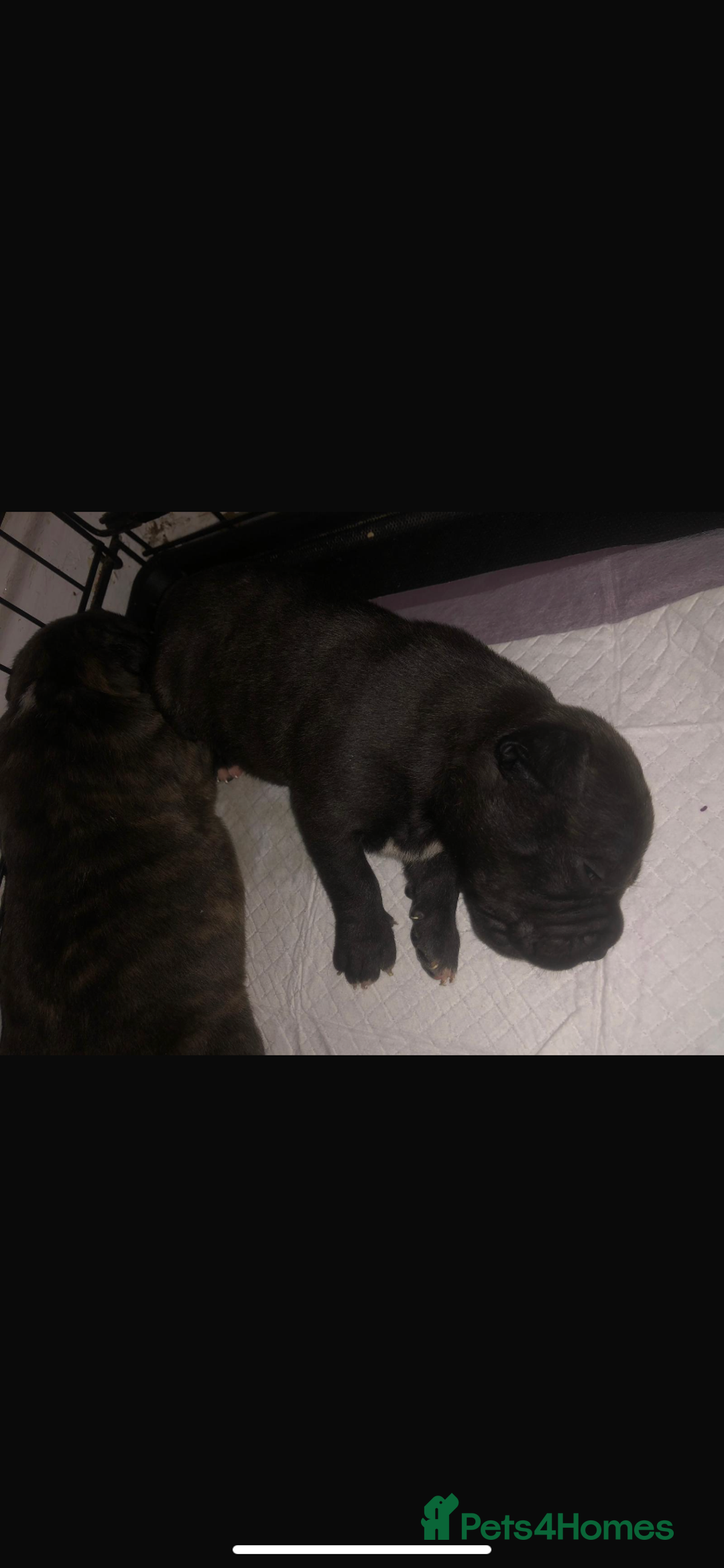 Mixed Breed dogs for sale: Staffies X pocket bully’s  - Image 10