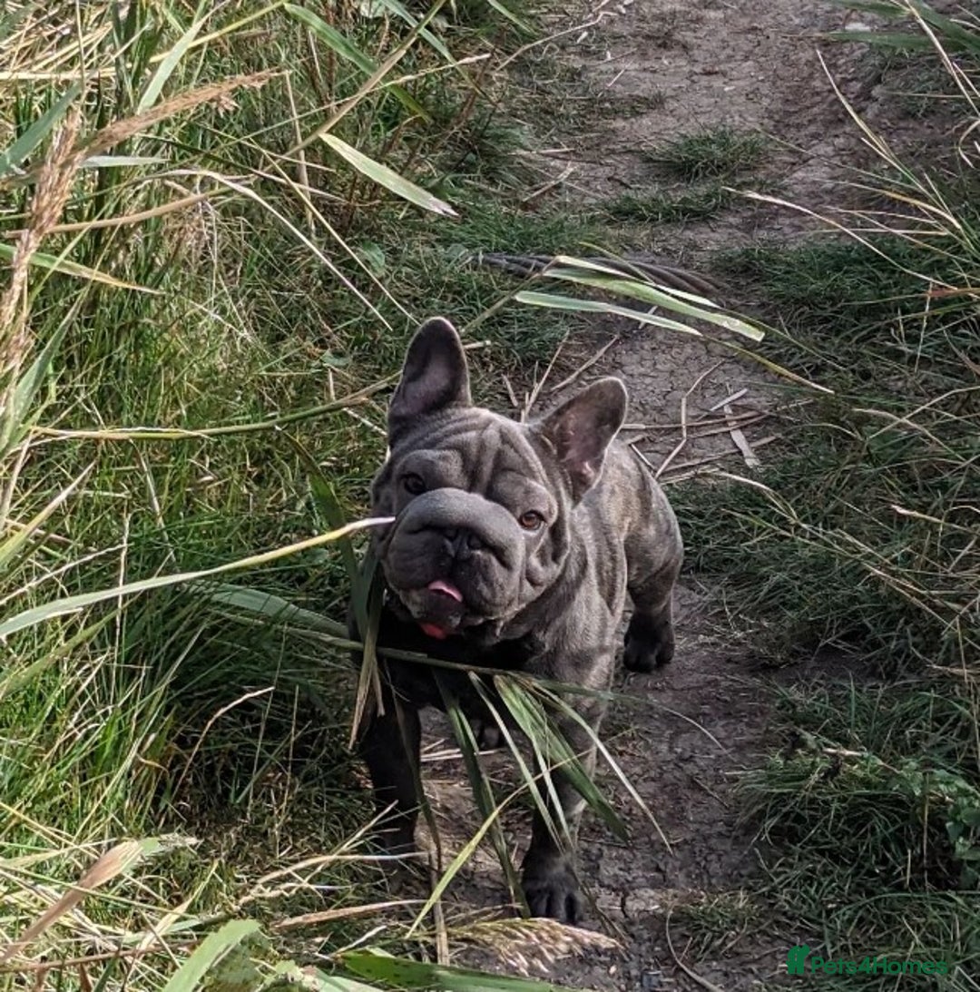 French Bulldog dogs for stud:  Elite Micro  Blue Frenchie Stud - Image 2
