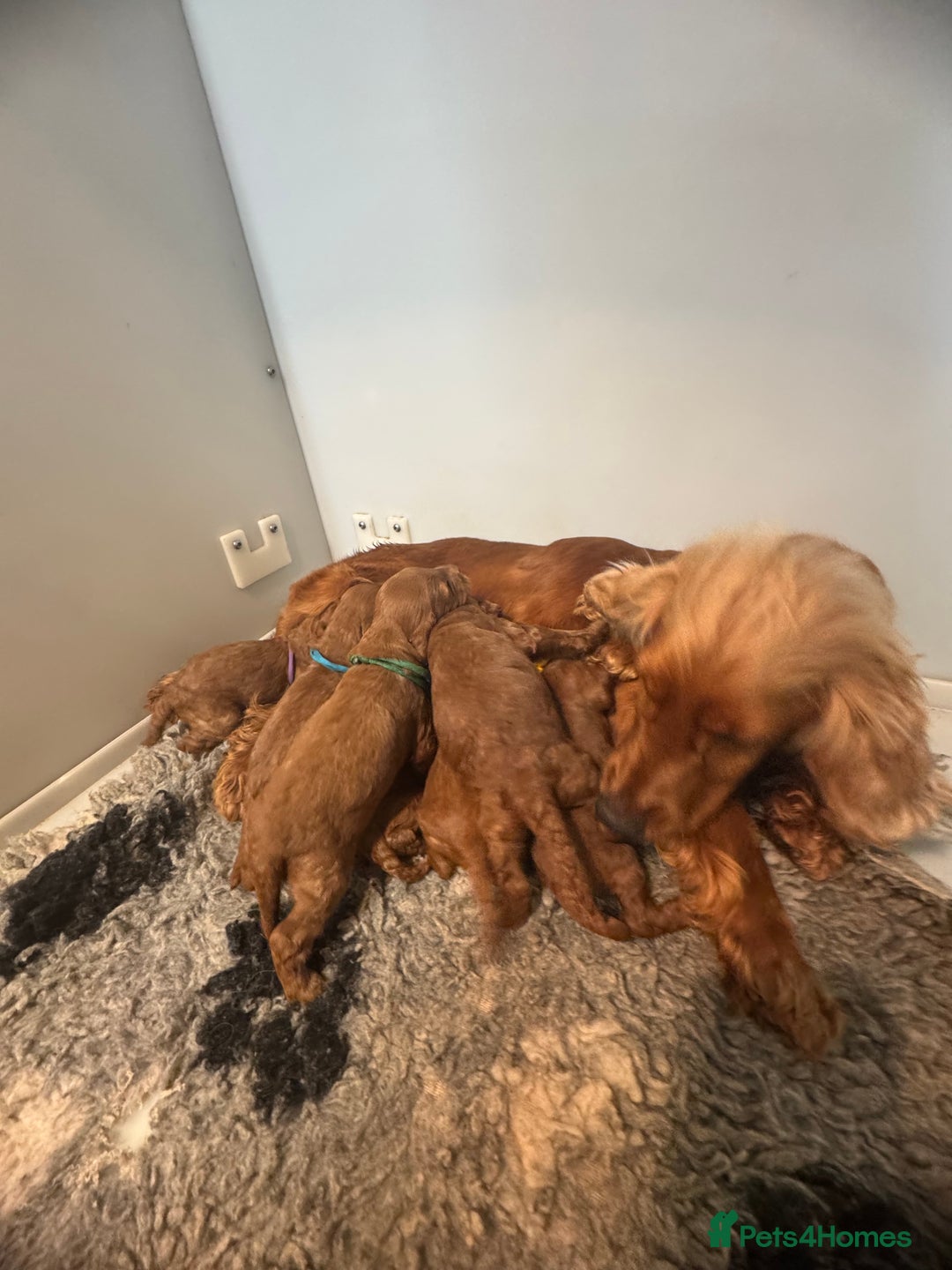 Cockapoo dogs for sale: 5⭐️ licensed. F1 health tested cockapoos RED  - Advert 2